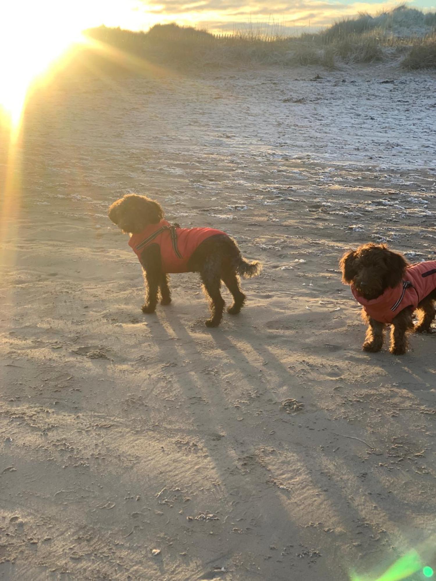 Kinneuchar - By Elie, Dog Friendly. Kilconquhar (Fife)